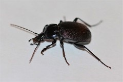 Sphaeroderus stenostomus lecontei