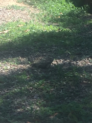 Iguana iguana