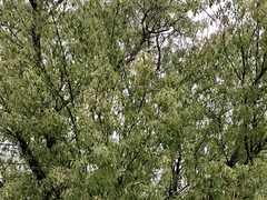 Fraxinus cuspidata
