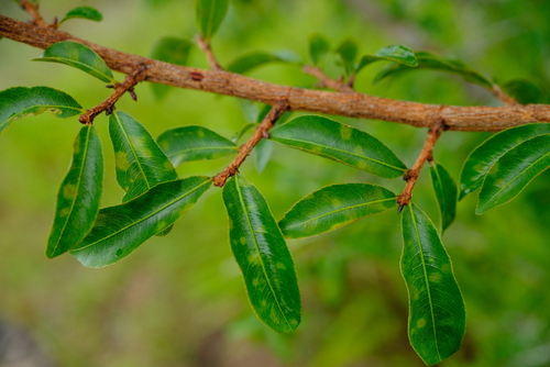 Ochna afzelii