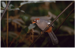 Pterorhinus mitratus