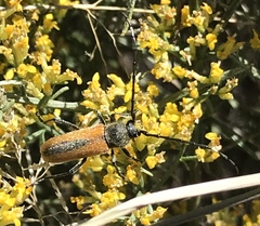 Crossidius suturalis