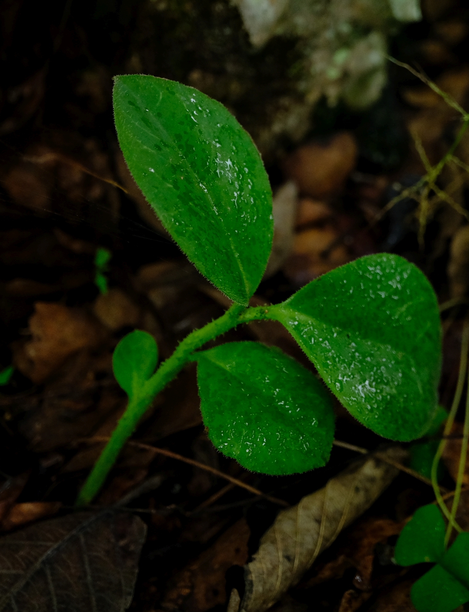 Euphorbia friesii