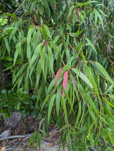 Melaleuca leucadendra