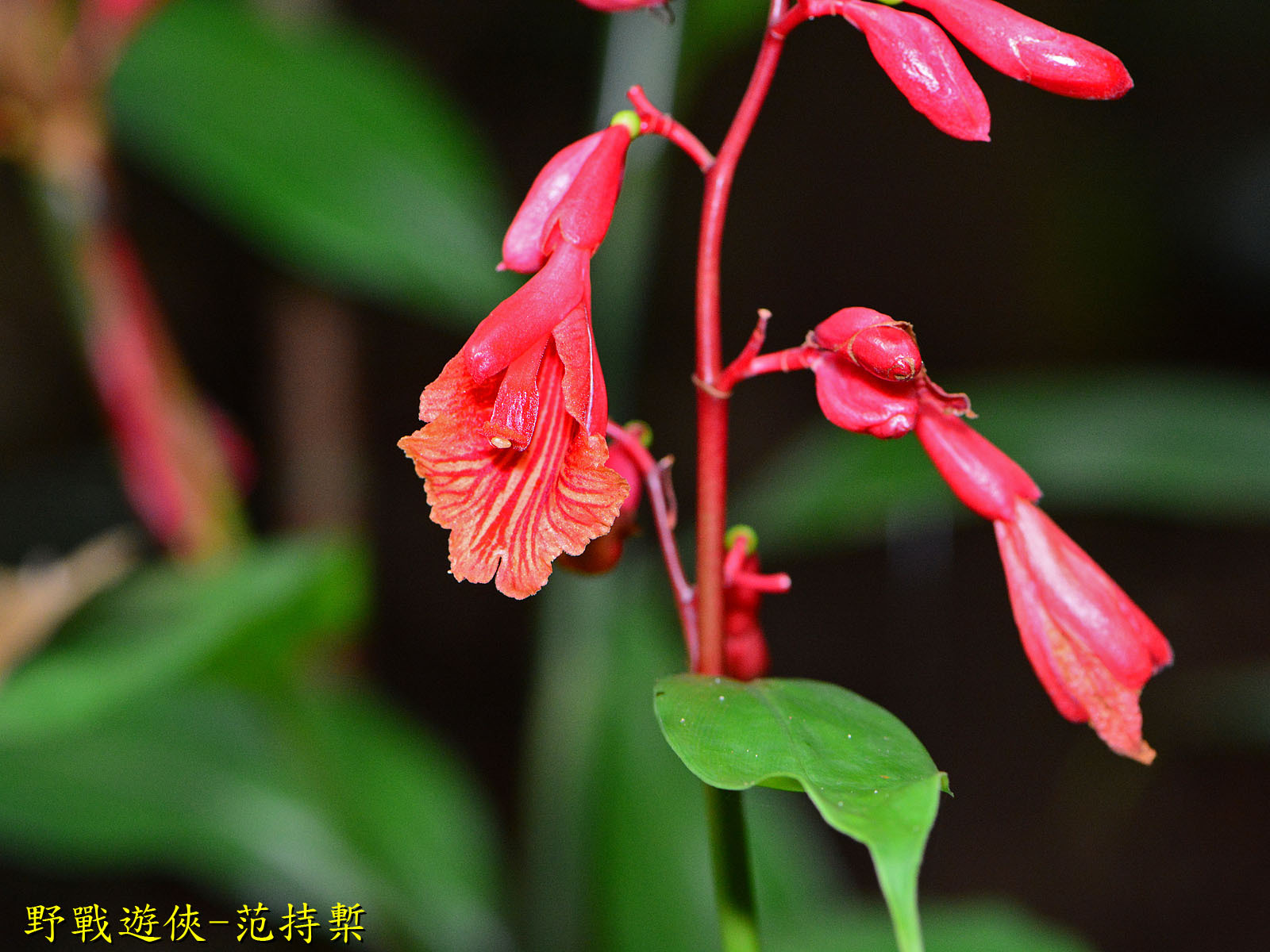 Alpinia glabra Ridl. 2