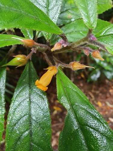 Lenbrassia australiana, 2023-04-18