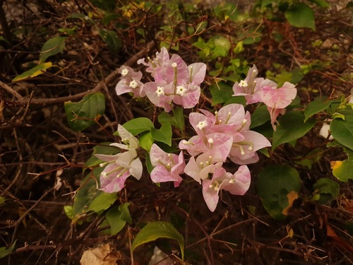 Bougainvillea image