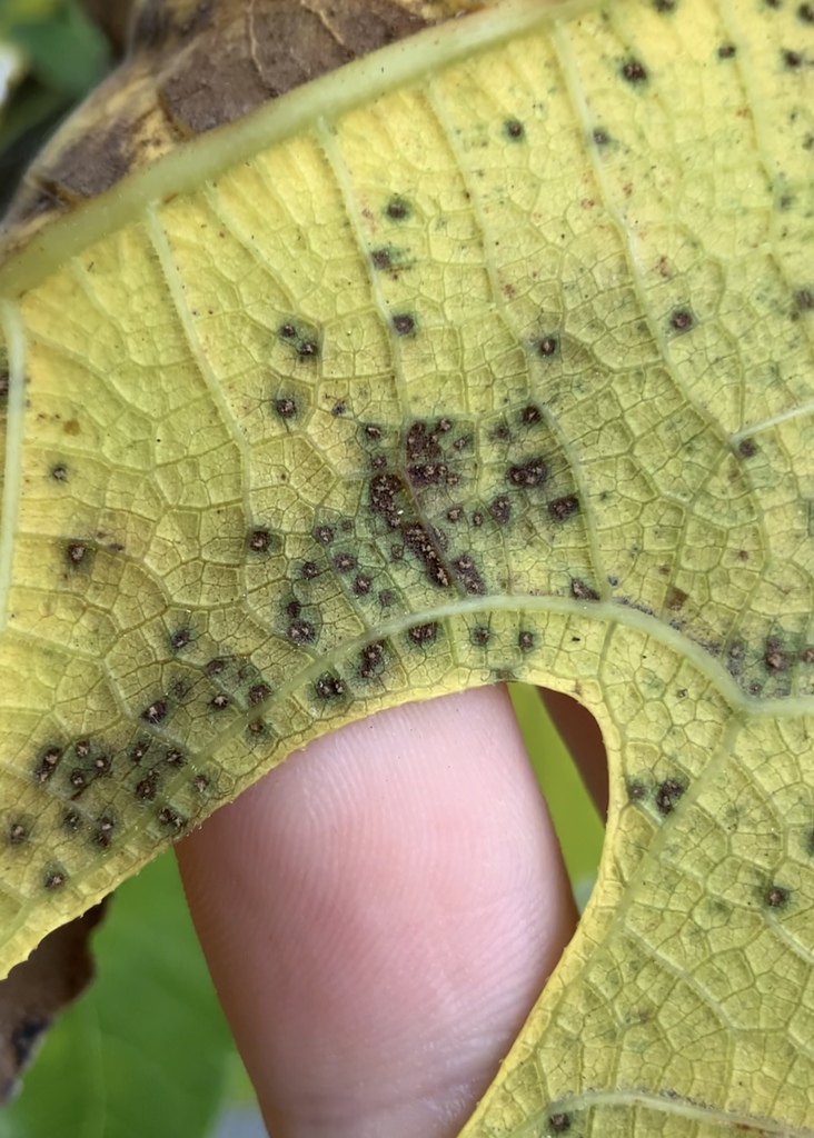 Feg Rust Fig rust from Silverstream, Upper Hutt, New Zealand on April 18, 2023 ...