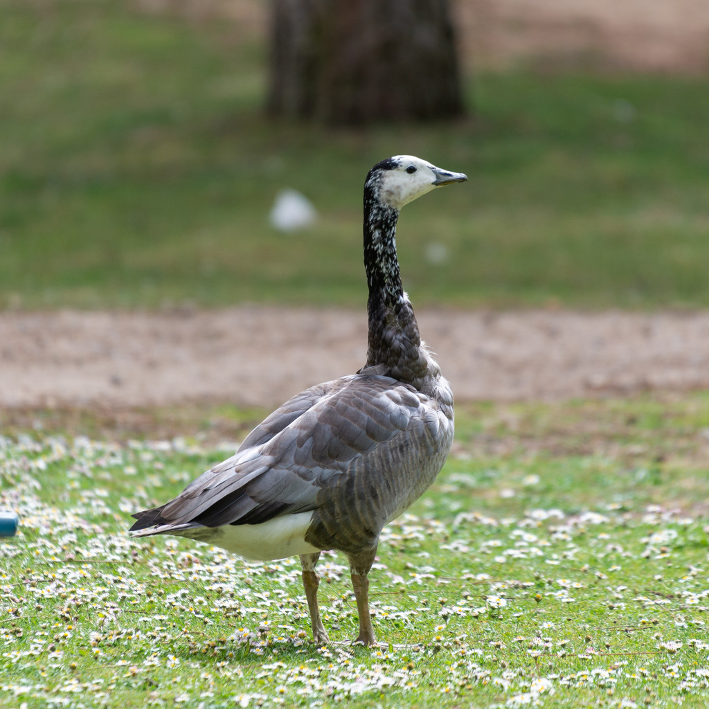 Greylag Goose x Canada Goose