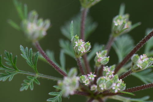 Daucus montanus