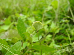Marsilea macropoda