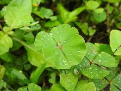 Marsilea macropoda