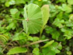 Marsilea macropoda