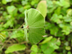 Marsilea macropoda