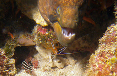Gymnothorax breedeni