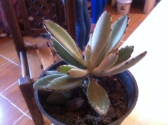 Kalanchoe tomentosa