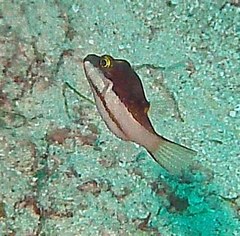 Canthigaster smithae