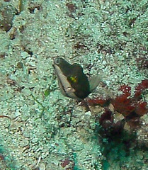 Canthigaster smithae