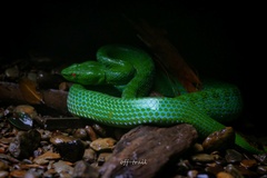 Pope's Green Pit Viper photo 1