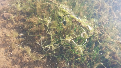 Iso natalensis
