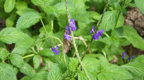 Stachytarpheta urticifolia