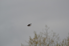 Petrochelidon pyrrhonota pyrrhonota