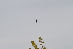 Petrochelidon pyrrhonota pyrrhonota