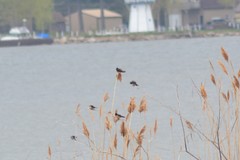 Petrochelidon pyrrhonota pyrrhonota