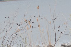 Petrochelidon pyrrhonota pyrrhonota