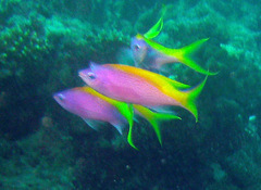 Mirolabrichthys evansi