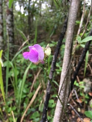 Lathyrus palustris