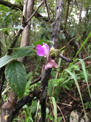 Lathyrus palustris