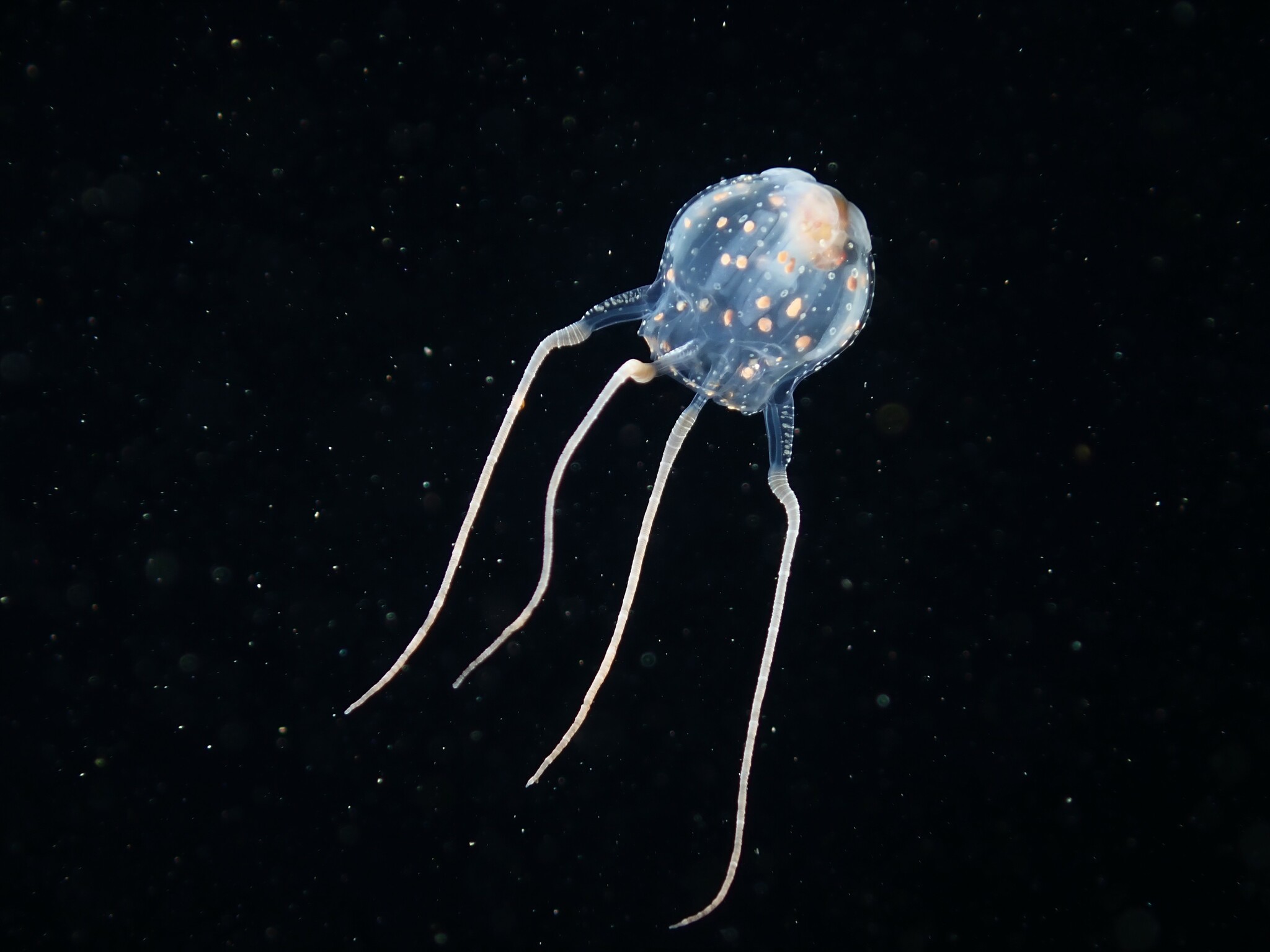 Copula sivickisi (Stiasny, 1926)