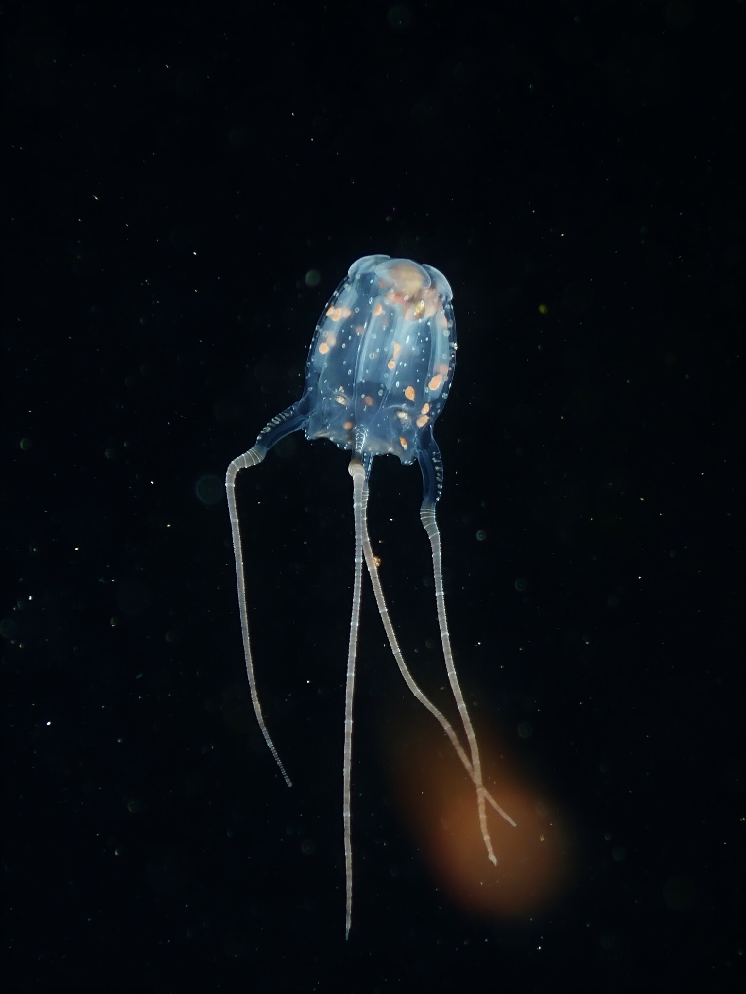 Copula sivickisi (Stiasny, 1926)