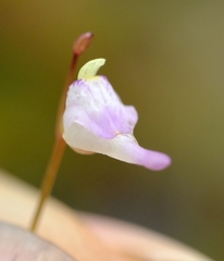 Utricularia arenaria image