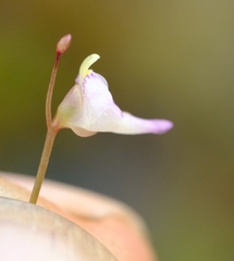 Utricularia arenaria image