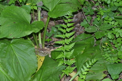 Dryopteris clintoniana