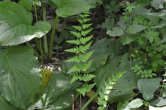 Dryopteris clintoniana
