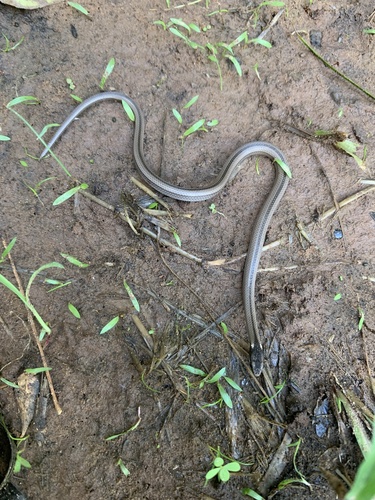 Photo of a Spirit Ground Snake (Psomophis genimaculatus)