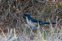 Aphelocoma insularis