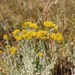 Straw Everlasting - Photo (c) Michael Schrenk, some rights reserved (CC BY-NC), uploaded by Michael Schrenk