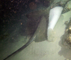 Pateobatis jenkinsii