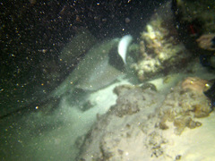 Pateobatis jenkinsii