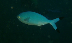 Caesio lunaris