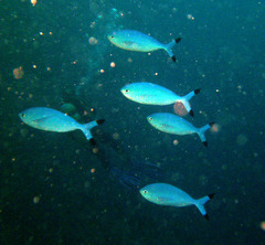 Caesio lunaris