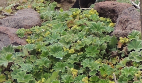 Alchemilla abyssinica