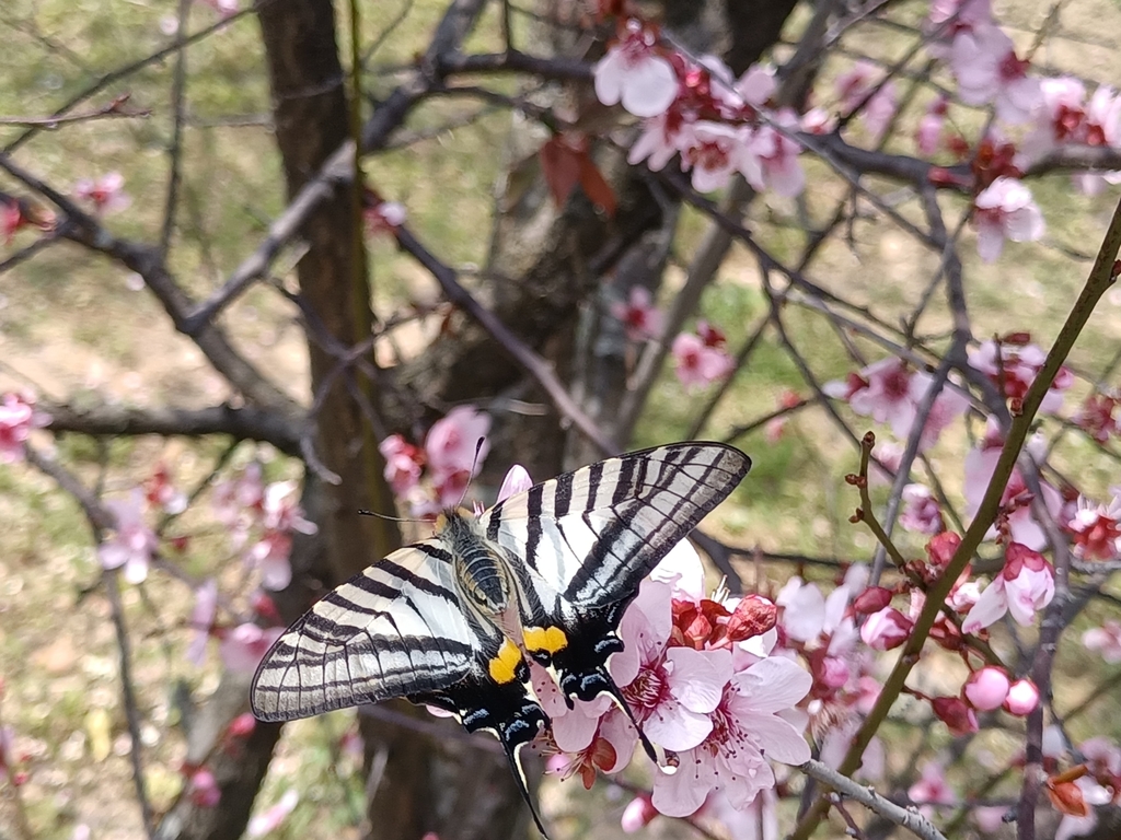 Graphium mullah from 福建省福州市仓山区建新镇建新 on March 11, 2023 at 12:13 PM by ...