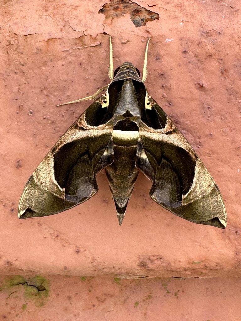 Daphnis moorei