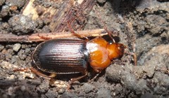 Amphasia interstitialis