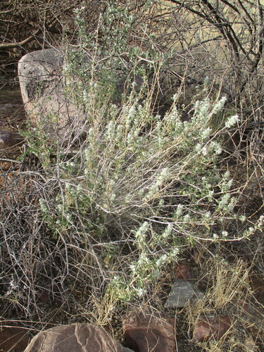 Image of Leucas pechuelii by no rights reserved
